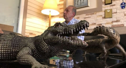 Bursaspor'un ''timsah'' sembolü 25 yaşında