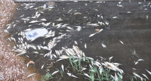 Karacabey'deki ölü balıklar nereden geliyor?