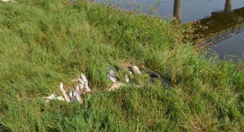 Susurluk Deresi'nde toplu balık ölümleri