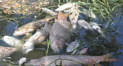 Karacabey'deki balık ölümlerine fabrikadan açıklama