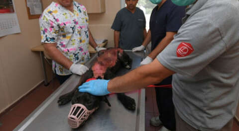 Üzerine kaynar su dökülen köpek sağlığına kavuştu