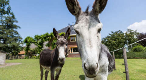 Son 10 yılda at ve eşek sayısı neden azaldı?