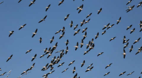 Karacabey semalarında 'ak pelikanların dansı'