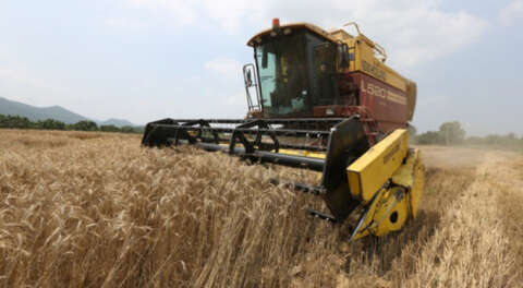 Ekolojik tarım koşullarına uygun buğday üretildi