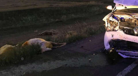 Bursa'da otomobil koyun sürüsüne çarptı