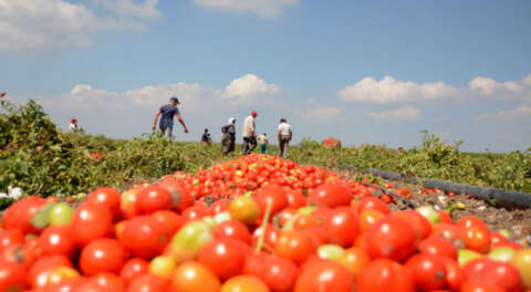 Karacabey'de salçalık domates hasadı başladı