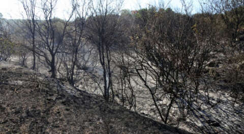 Bursa'da bir orman yangını da Kayapa'da