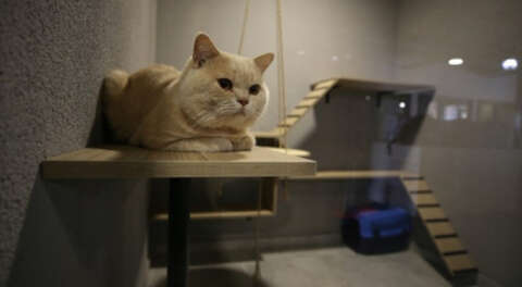 Lüks odalı kedi oteli bayramda doldu