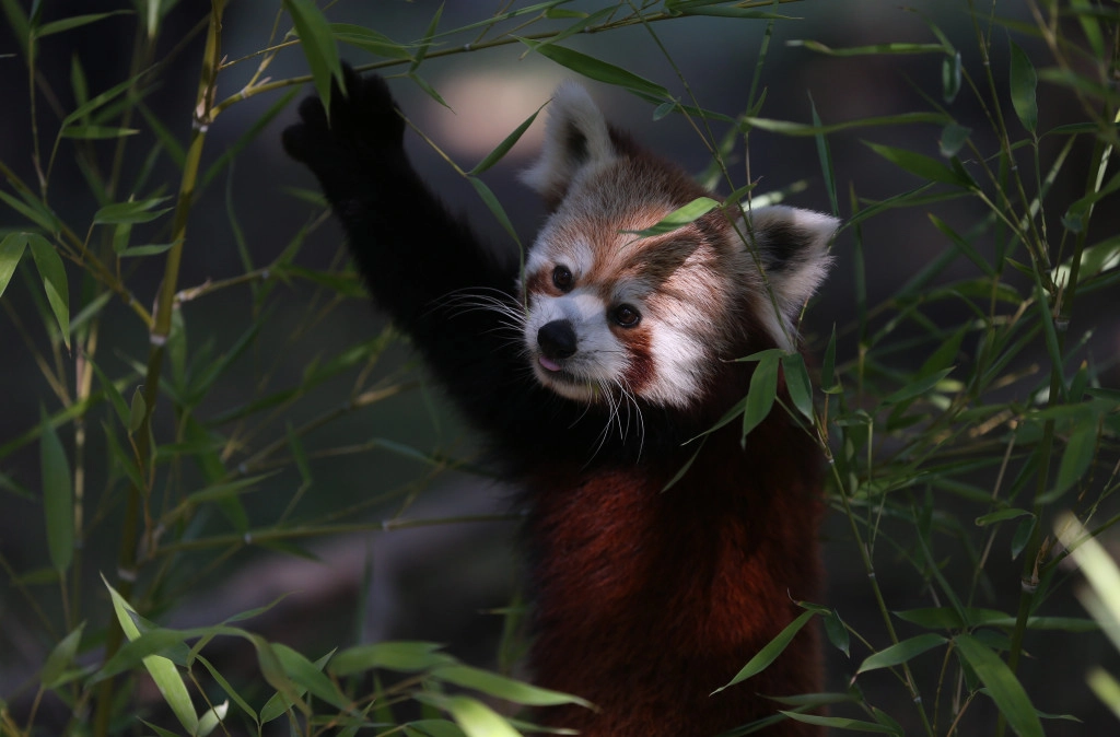 'Çin malı panda' yerine kırmızı panda