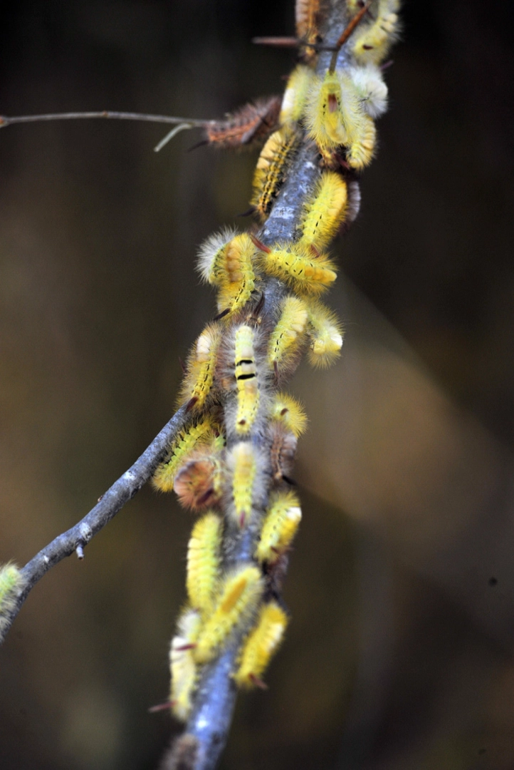 Bursa'da tırtıl istilası