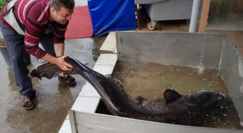 İznik Gölü'nde dev yayın balığı yakalandı