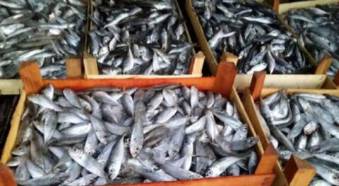 Bursa'da bir ayda 13 ton balığa el konuldu