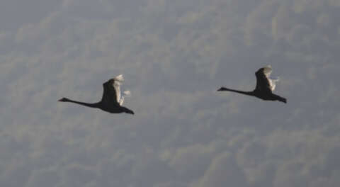 Karacabey'de iki siyah kuğu görüntülendi