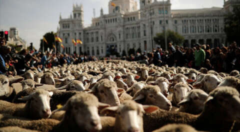 Madrid'de koyunlar şehir merkezine indi!