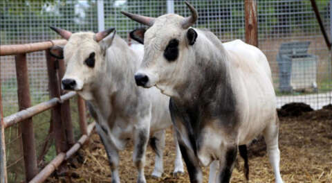 UÜ'de 'boz sığır' klon sürüsü çoğalıyor