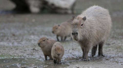 Hayvanat Bahçesi'nde yavru kapibara heyecanı