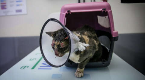 Başında yanıklar bulunan kedi tedavi altına alındı