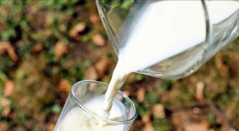 Süt Prim Desteği 15 kuruş daha artırıldı!