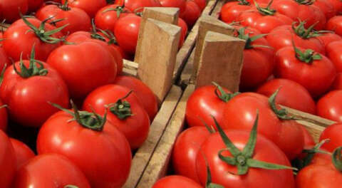 Rusya'ya 100 bin ton domates ihracatı