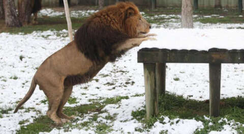 Bursa'da aslanların karda beslenme keyfi