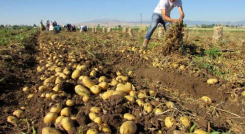 141 bin dekar alanda patates ekimi yasaklandı