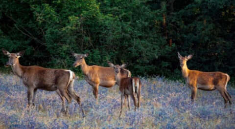 İhale ile geyik avına tepki; Turizm değil vahşet!
