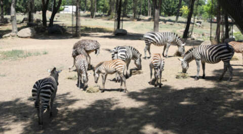 En çok zebra Bursa Hayvanat Bahçesi'nde