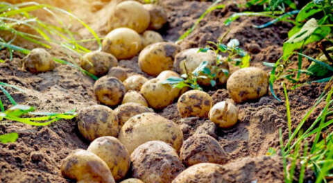İnegöl'de 40 bin ton patates hasadı bekleniyor