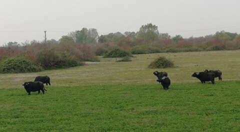 'Manda Köyü' üretimde Bursa'ya örnek olacak