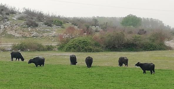 Bursa'nın 'Manda Köyü'nde örnek proje