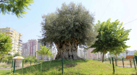 Bin 500 yıllık zeytin ağacı ürün vermeye başladı