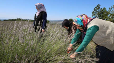 Bursa'nın kadın çiftçileri lavanta bahçesinde