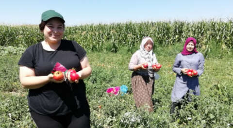 Yenişehir'de salçalık domates hasadı başladı