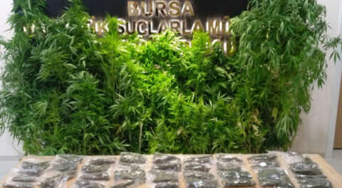 Bir kilo esrar, 78 kök Hint keneviri ile yakalandı