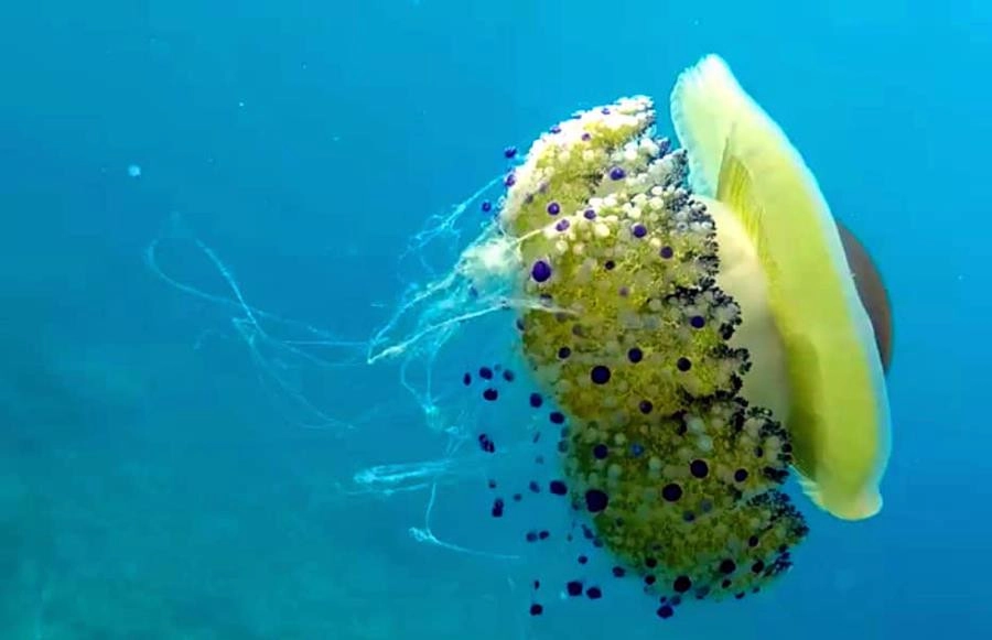 Saros'un su altı güzellikleri büyülüyor