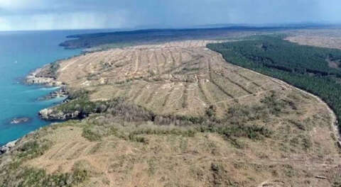 Sinop ağlıyor; Kesilen ağaç sayısı 650 bini aştı