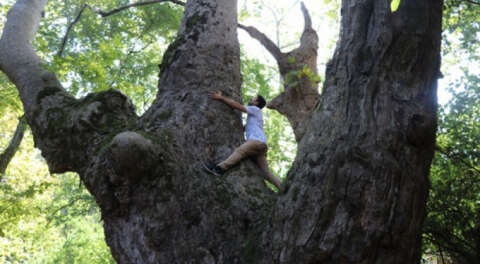 Karacabey'de 1100 yaşında çınar bulundu