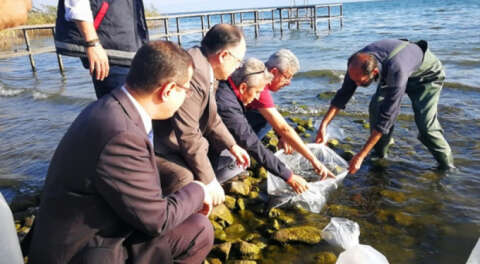 İznik Gölü'ne 6 bin yayın balığı bırakıldı