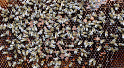 Siyah balın çok önemli bir özelliği ortaya çıkarıldı