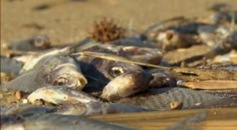 Kara Dere'de korkutan toplu balık ölümleri