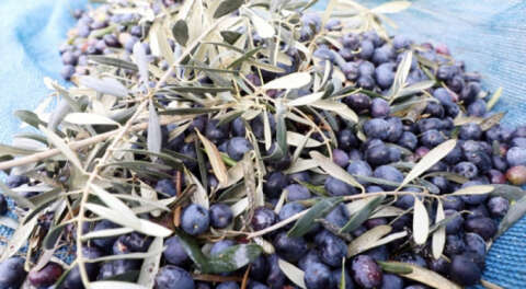 Mudanya'da o zeytinlerin yağı yine halka dağıtılacak