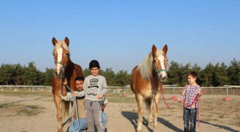 İzmir'de fayton yasaklandı, atlar Bursa'da hayat buldu