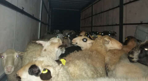 İzmir'de çalınan koyunlar İnegöl'de bulundu