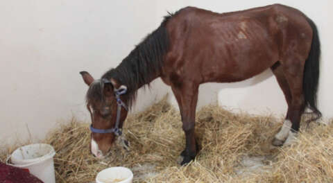 Vatandaşların bulduğu yaralı at tedaviye alındı