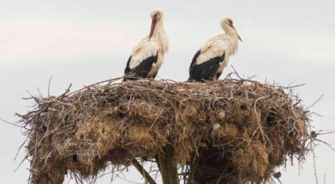 Yaren Leylek yuvasından kamera ile izlenecek