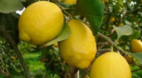 Korona vurguncuları; Limonun kilosu 13 lira