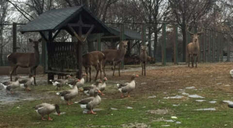 Bursa Hayvanat Bahçesi ziyarete kapatıldı