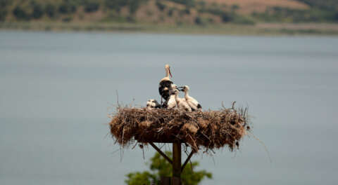 'Yaren Leyleği' internetten canlı izleyebilirsiniz