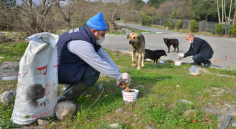 Bursa'da sokak hayvanlarına yiyecek ve su bırakıldı