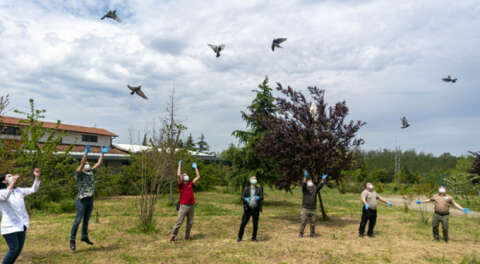 Tedavi edilen 2 çakal ve 7 şahin doğayla buluştu